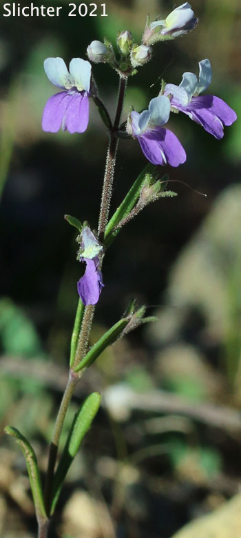 Narrowleaf Collinsia: Collinsia linearis (Synonym: Collinsia rattanii var. linearis)
