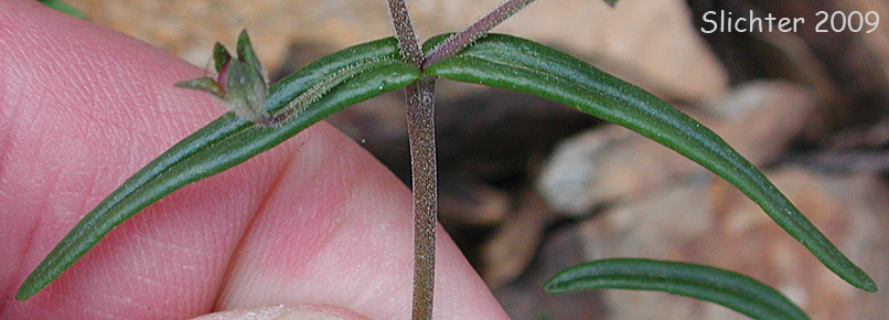 linearis/linearis1a.jpg