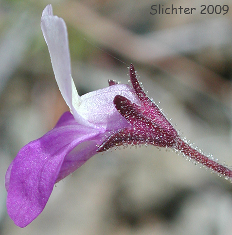 Narrowleaf Collinsia: Collinsia linearis (Synonym: Collinsia rattanii var. linearis)