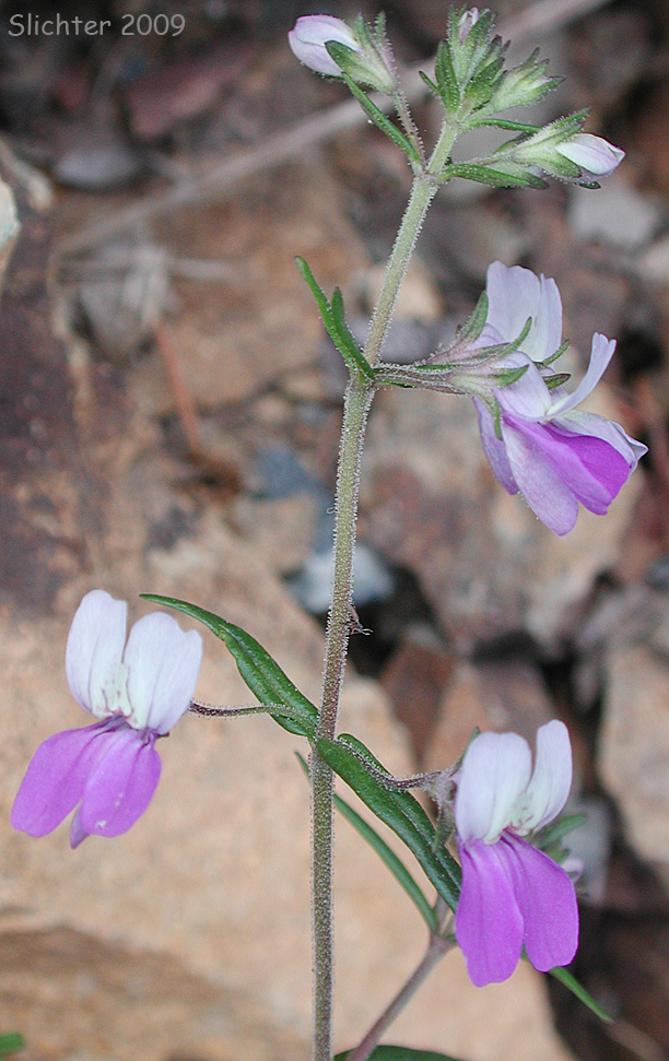 Narrowleaf Collinsia: Collinsia linearis (Synonym: Collinsia rattanii var. linearis)