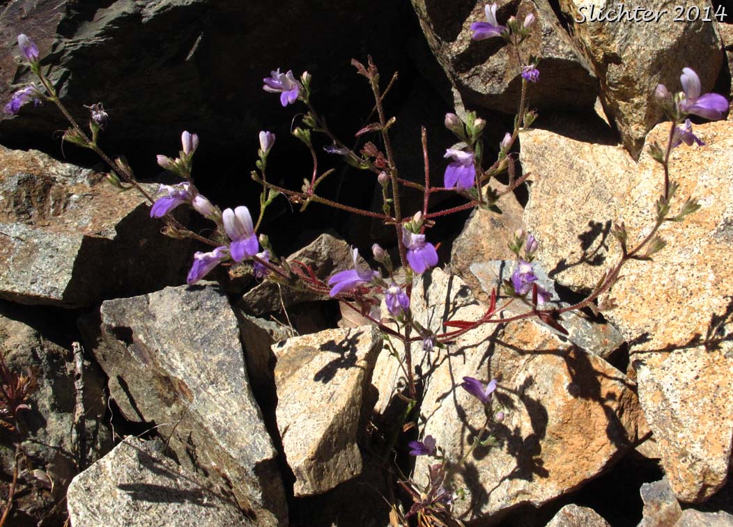 Narrowleaf Collinsia: Collinsia linearis (Synonym: Collinsia rattanii var. linearis)