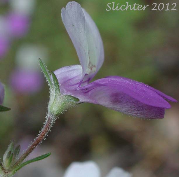 Narrowleaf Collinsia: Collinsia linearis (Synonym: Collinsia rattanii var. linearis)