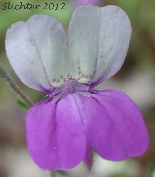 Narrowleaf Collinsia: Collinsia linearis (Synonym: Collinsia rattanii var. linearis)