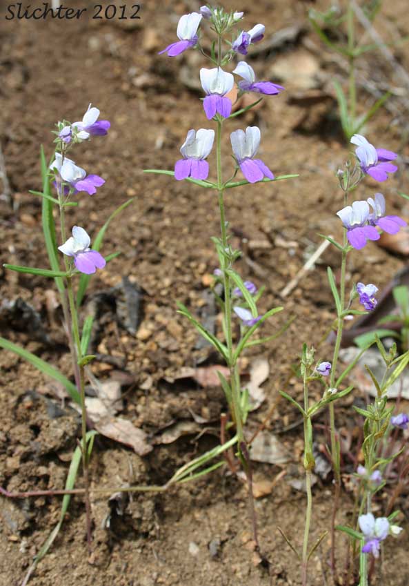 Narrowleaf Collinsia: Collinsia linearis (Synonym: Collinsia rattanii var. linearis)