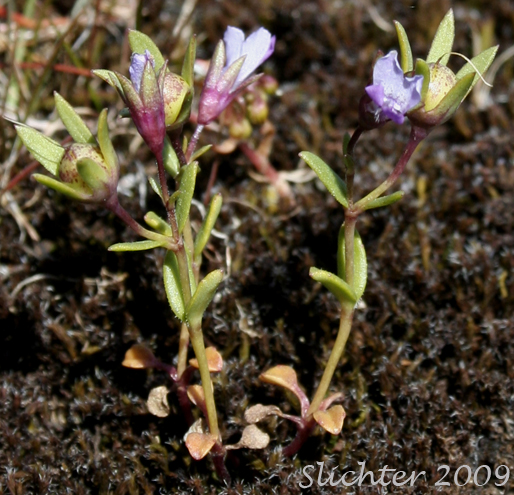 Few-flowered Blue-eyed Mary, Mrs. Bruce's Blue-eyed mary, Spinster's Blue-eyed Mary: Collinsia sparsiflora var. bruceae (Synonym: Collinsia bruceae)