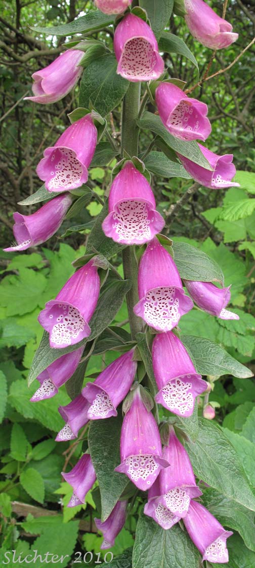 Foxglove, Purple Foxglove: Digitalis purpurea (Synonym: Digitalis purpurea var. purpurea)
