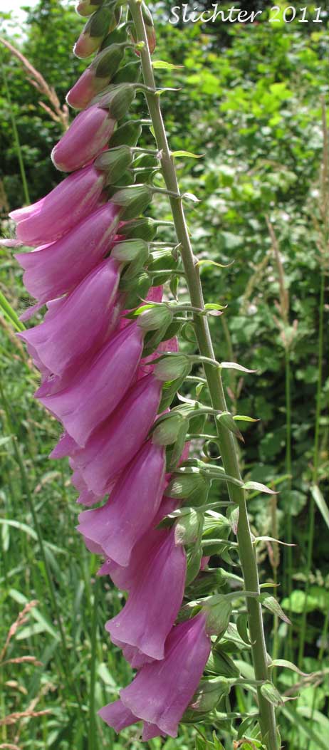 Close-up sideview of the inflorescence of Foxglove, Purple Foxglove: Digitalis purpurea (Synonym: Digitalis purpurea var. purpurea)