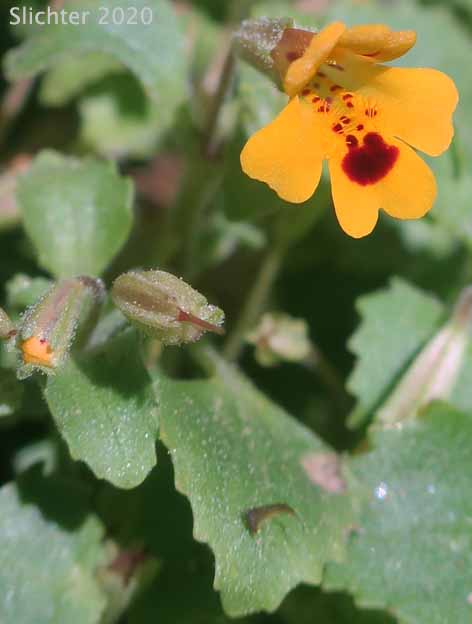 Chickweed Monkeyflower, Chickweed Monkey-flower, Chickweed Monkey Flower, Wing-stem Monkey-flower: Erythanthe alsinoides (Synonym: Mimulus alsinoides)