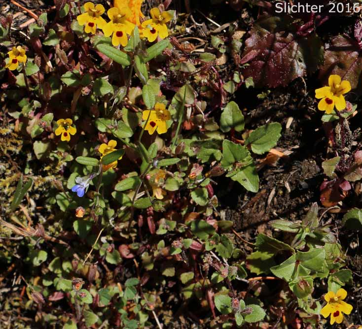Chickweed Monkeyflower, Chickweed Monkey-flower, Chickweed Monkey Flower, Wing-stem Monkey-flower: Erythanthe alsinoides (Synonym: Mimulus alsinoides)