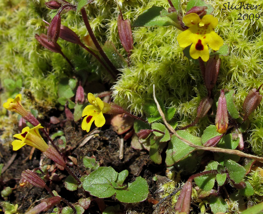Chickweed Monkeyflower, Chickweed Monkey-flower, Chickweed Monkey Flower, Wing-stem Monkey-flower: Erythanthe alsinoides (Synonym: Mimulus alsinoides)