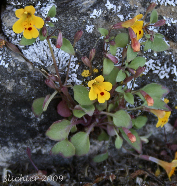 Chickweed Monkeyflower, Chickweed Monkey-flower, Chickweed Monkey Flower, Wing-stem Monkey-flower: Erythanthe alsinoides (Synonym: Mimulus alsinoides)