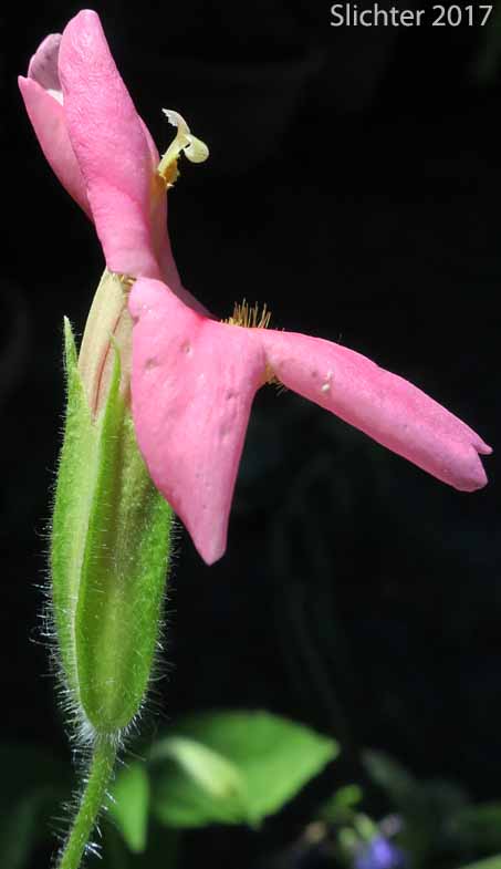 Hybrid Monkeyflower: Erythranthe cardinalis x lewisii (Synonym: Mimulus cardinalis x lewisii)