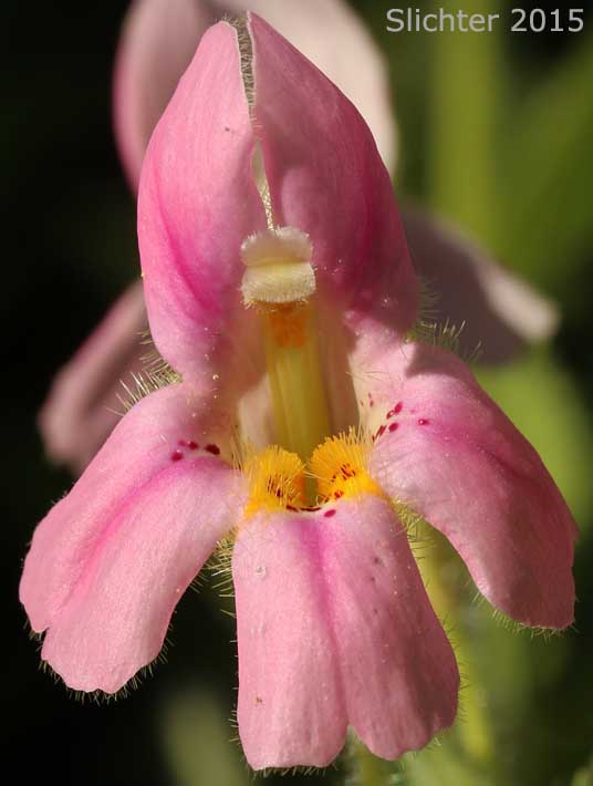 Frontal view of a flower of Hybrid Monkeyflower: Erythranthe cardinalis x lewisii (Synonym: Mimulus cardinalis x lewisii)