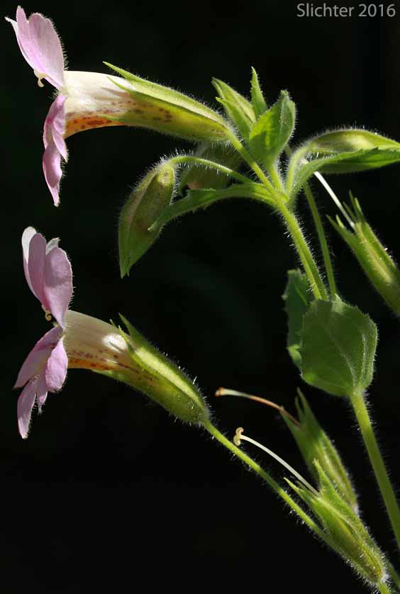 Hybrid Monkeyflower: Erythranthe cardinalis x lewisii (Synonym: Mimulus cardinalis x lewisii)