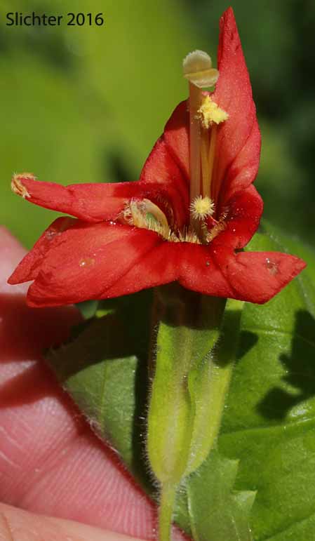 Frontal view of a flower of Cardinal Monkeyflower, Scarlet Monkeyflower, Scarlet Monkey-flower: Erythranthe cardinalis (Synonyms: Diplacus cardinalis, Mimulus cardinalis)