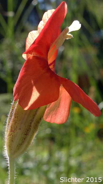 Cardinal Monkeyflower, Scarlet Monkeyflower, Scarlet Monkey-flower: Erythranthe cardinalis (Synonyms: Diplacus cardinalis, Mimulus cardinalis)
