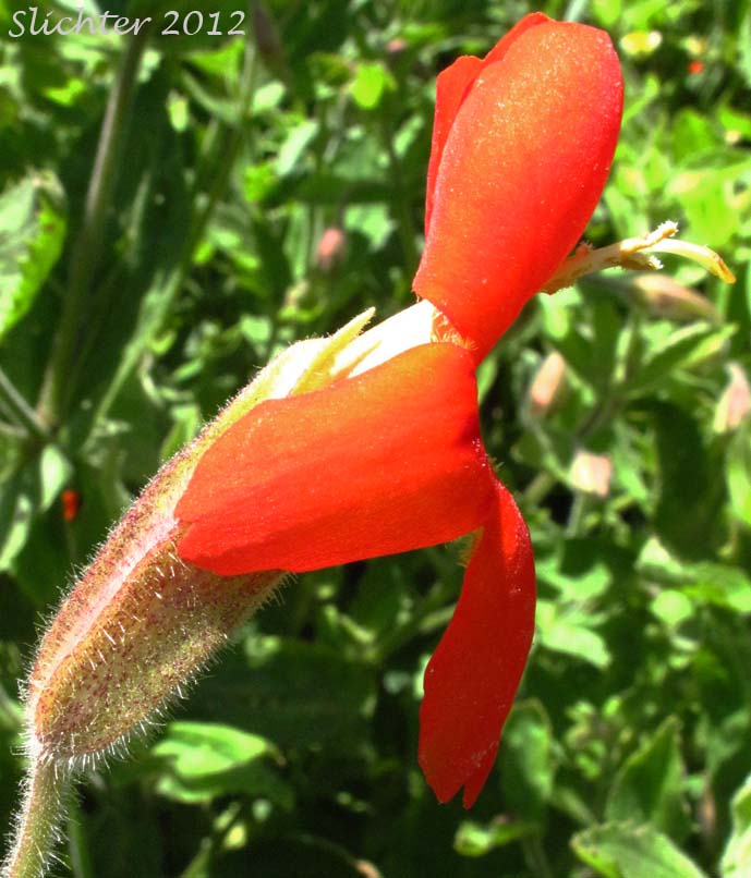 Close-up sideview of a flower of Cardinal Monkeyflower, Scarlet Monkeyflower, Scarlet Monkey-flower: Erythranthe cardinalis (Synonyms: Diplacus cardinalis, Mimulus cardinalis)