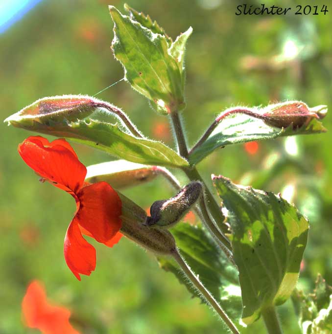 Cardinal Monkeyflower, Scarlet Monkeyflower, Scarlet Monkey-flower: Erythranthe cardinalis (Synonyms: Diplacus cardinalis, Mimulus cardinalis)