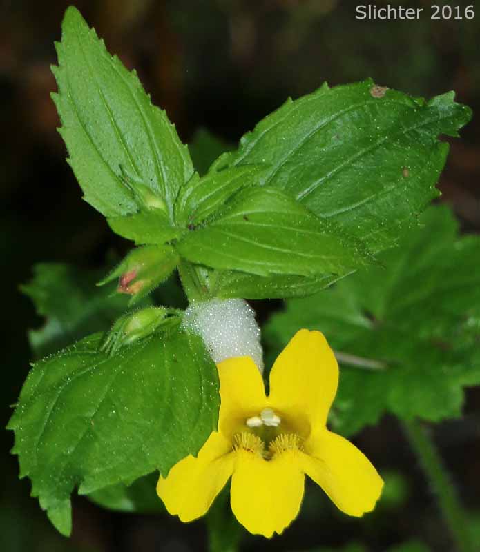 Coast Monkeyflower, Coastal Monkey-flower, Tooth-leaved Mimulus, Tooth-leaved Monkeyflower: Erythranthe dentata (Synonym: Mimulus dentatus)