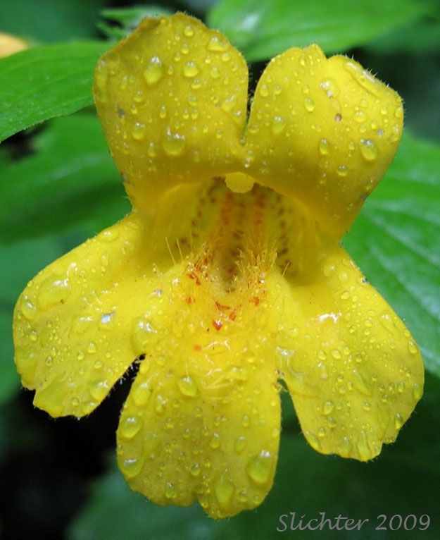 Flower of Coast Monkeyflower, Coastal Monkey-flower, Tooth-leaved Mimulus, Tooth-leaved Monkeyflower: Erythranthe dentata (Synonym: Mimulus dentatus)