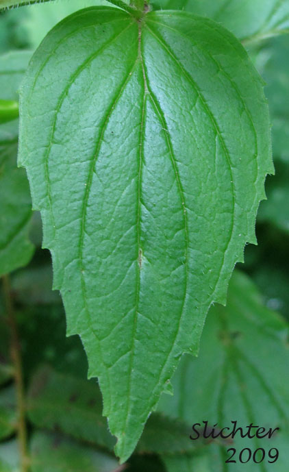 Leaf of Coast Monkeyflower, Coastal Monkey-flower, Tooth-leaved Mimulus, Tooth-leaved Monkeyflower: Erythranthe dentata (Synonym: Mimulus dentatus)