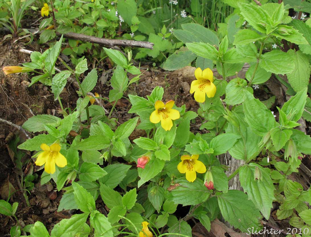 Coast Monkeyflower, Coastal Monkey-flower, Tooth-leaved Mimulus, Tooth-leaved Monkeyflower: Erythranthe dentata (Synonym: Mimulus dentatus)
