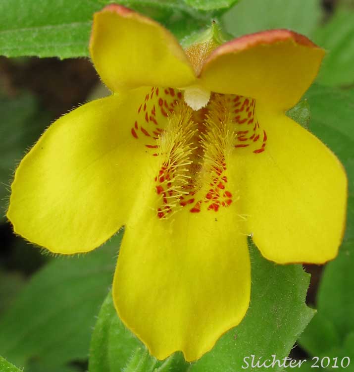 Close-up of a flower of Coast Monkeyflower, Coastal Monkey-flower, Tooth-leaved Mimulus, Tooth-leaved Monkeyflower: Erythranthe dentata (Synonym: Mimulus dentatus)