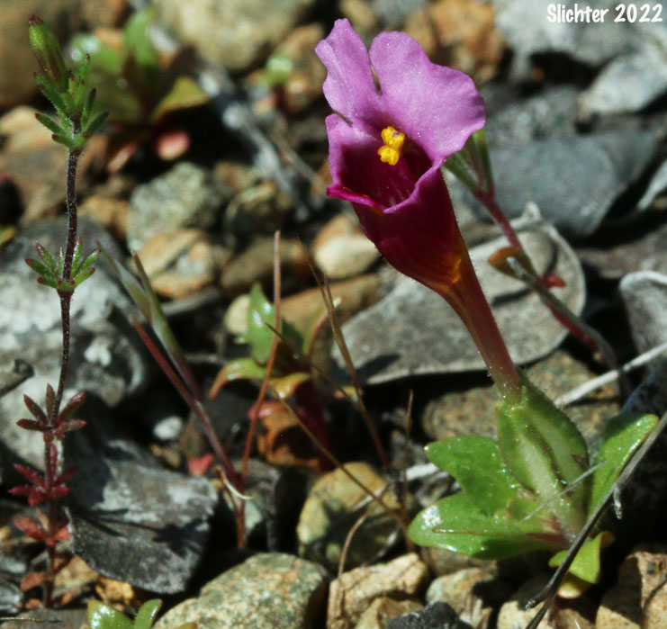 Douglas Monkeyflower: Diplacus douglasii (Synonyms: Mimulus cleistogamus, Mimulus douglasii)