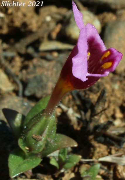 Douglas Monkeyflower: Diplacus douglasii (Synonyms: Mimulus cleistogamus, Mimulus douglasii)