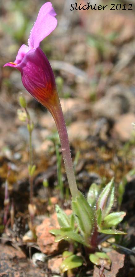 Douglas Monkeyflower: Diplacus douglasii (Synonyms: Mimulus cleistogamus, Mimulus douglasii)