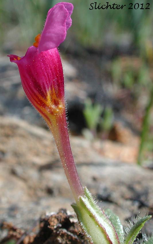 Douglas Monkeyflower: Diplacus douglasii (Synonyms: Mimulus cleistogamus, Mimulus douglasii)