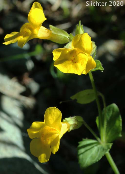 Common Monkeyflower, Seep Monkeyflower, Yellow Monkeyflower: Erythranthe guttata (Synonyms: Mimulus guttatus, Mimulus guttatus ssp. guttatus, Mimulus guttatus var. guttatus, Mimulus guttatus var. lyratus, Mimulus guttatus var. puberulus, Mimulus lyratus, Mimulus langsdorffii)