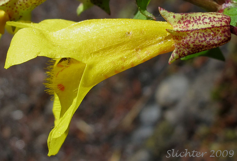 Sideview of the corolla of Common Monkeyflower, Seep Monkeyflower, Yellow Monkeyflower: Erythranthe guttata (Synonyms: Mimulus guttatus, Mimulus guttatus ssp. guttatus, Mimulus guttatus var. guttatus, Mimulus guttatus var. lyratus, Mimulus guttatus var. puberulus, Mimulus lyratus, Mimulus langsdorffii)