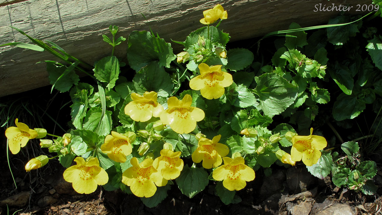 Common Monkeyflower, Seep Monkeyflower, Yellow Monkeyflower: Erythranthe guttata (Synonyms: Mimulus guttatus, Mimulus guttatus ssp. guttatus, Mimulus guttatus var. guttatus, Mimulus guttatus var. lyratus, Mimulus guttatus var. puberulus, Mimulus lyratus, Mimulus langsdorffii)