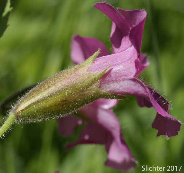 Lewis' Monkeyflower, Great Purple Monkeyflower, Purple Monkey-flower: Erythranthe lewisii (Synonym: Mimulus lewisii)