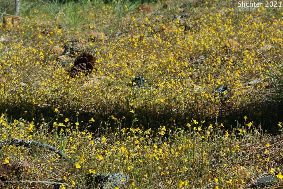 Small-leaf Monkeyflower: Erythranthe microphylla (Synonyms: Mimulus guttatus, Mimulus guttatus var. depauperatus, Mimulus guttatus var. laxus, Mimulus guttatus var. microphyllus, Mimulus laxus, Mimulus microphyllus)