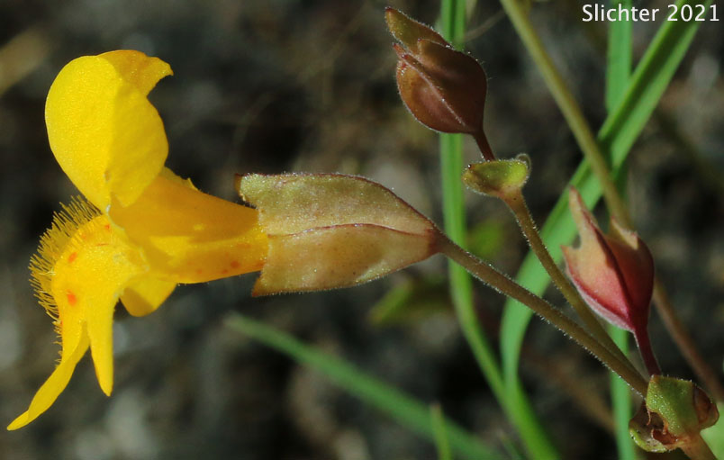 Small-leaf Monkeyflower: Erythranthe microphylla (Synonyms: Mimulus guttatus, Mimulus guttatus var. depauperatus, Mimulus guttatus var. laxus, Mimulus guttatus var. microphyllus, Mimulus laxus, Mimulus microphyllus)