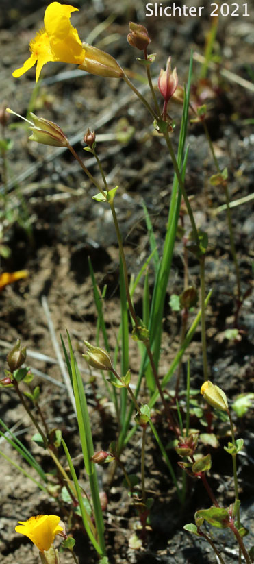 Small-leaf Monkeyflower: Erythranthe microphylla (Synonyms: Mimulus guttatus, Mimulus guttatus var. depauperatus, Mimulus guttatus var. laxus, Mimulus guttatus var. microphyllus, Mimulus laxus, Mimulus microphyllus)