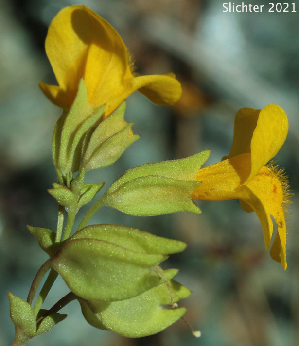 Small-leaf Monkeyflower: Erythranthe microphylla (Synonyms: Mimulus guttatus, Mimulus guttatus var. depauperatus, Mimulus guttatus var. laxus, Mimulus guttatus var. microphyllus, Mimulus laxus, Mimulus microphyllus)