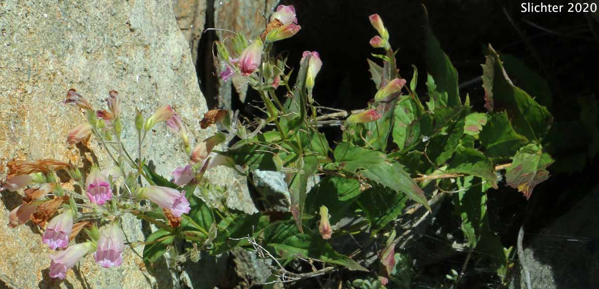 Woodland Beard Tongue: Nothochelone nemorosa (Synonym: Penstemon nemorosus)