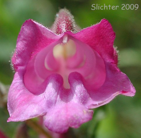 Woodland Beard Tongue: Nothochelone nemorosa (Synonym: Penstemon nemorosus)