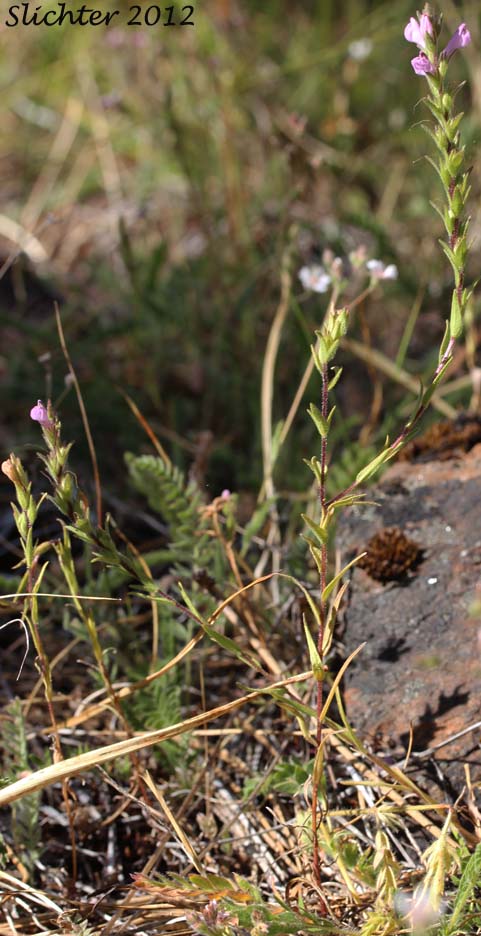 Rosy Owl Clover, Rosy Owl-clover: Orthocarpus bracteosus