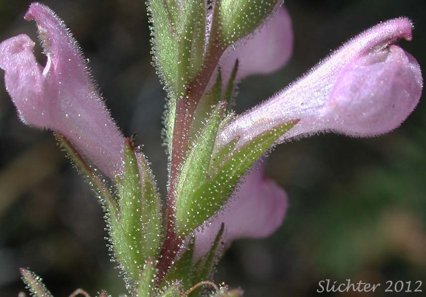 Flowers of Rosy Owl Clover, Rosy Owl-clover: Orthocarpus bracteosus