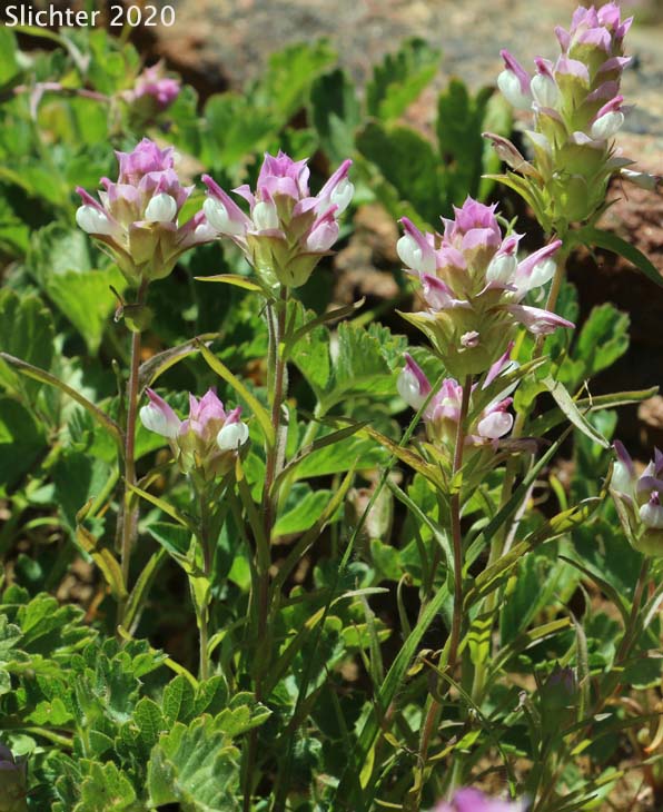 Toothed Owl Clover, Siskiyou Mountain Owl Clover: Orthocarpus cuspidatus ssp. cuspidatus