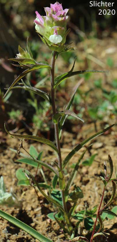 Toothed Owl Clover, Siskiyou Mountain Owl Clover: Orthocarpus cuspidatus ssp. cuspidatus