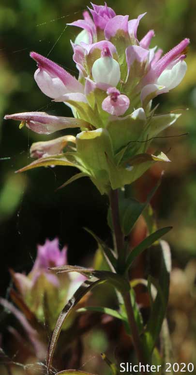 Toothed Owl Clover, Siskiyou Mountain Owl Clover: Orthocarpus cuspidatus ssp. cuspidatus