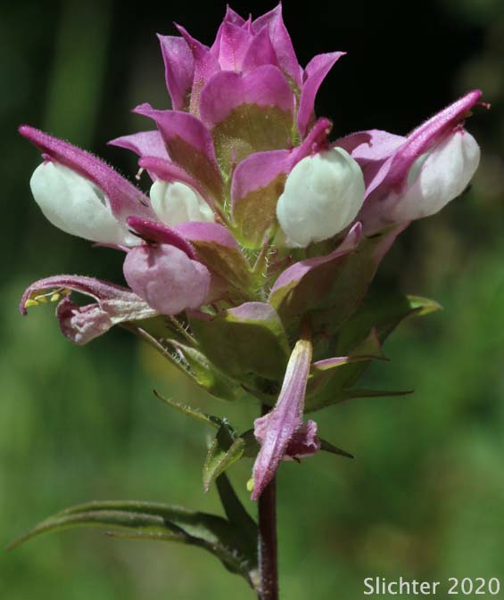 Toothed Owl Clover, Siskiyou Mountain Owl Clover: Orthocarpus cuspidatus ssp. cuspidatus