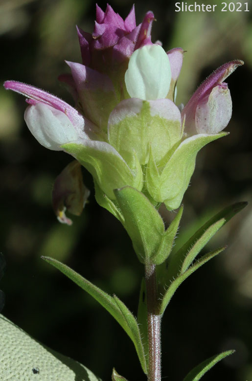 Toothed Owl Clover, Siskiyou Mountain Owl Clover: Orthocarpus cuspidatus ssp. cuspidatus