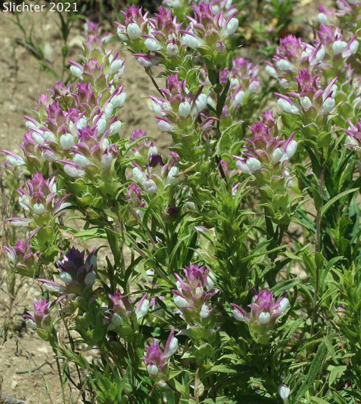 Toothed Owl Clover, Siskiyou Mountain Owl Clover: Orthocarpus cuspidatus ssp. cuspidatus