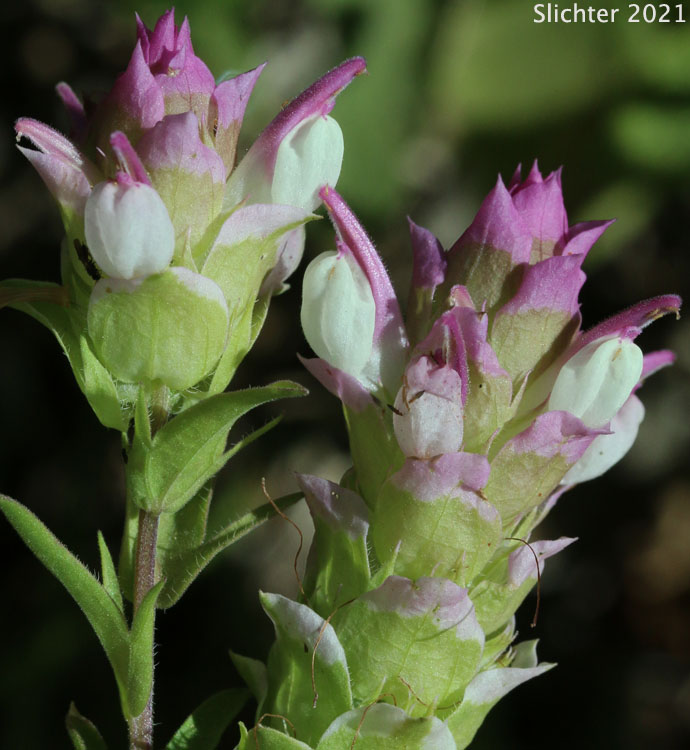 Toothed Owl Clover, Siskiyou Mountain Owl Clover: Orthocarpus cuspidatus ssp. cuspidatus